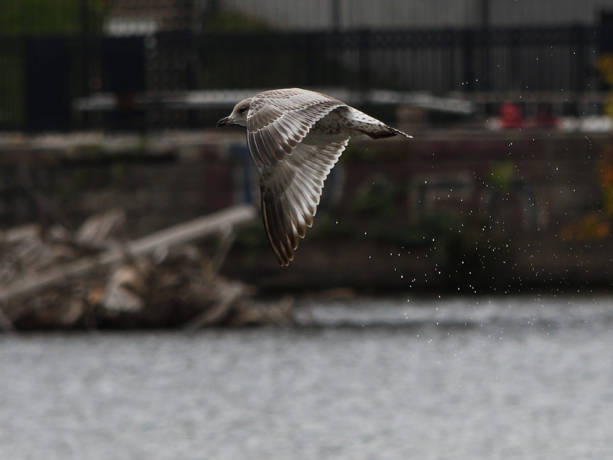 Ring-billed Gull - ML643258598