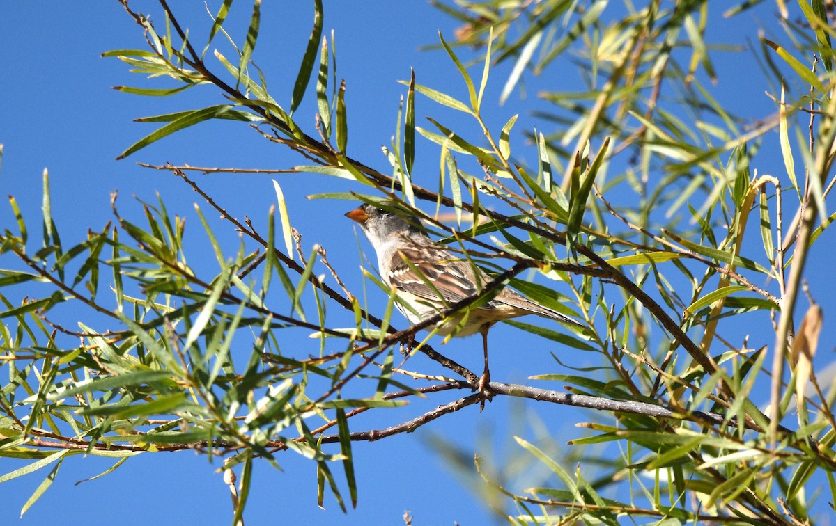 White-crowned Sparrow (Gambel's) - ML643258600
