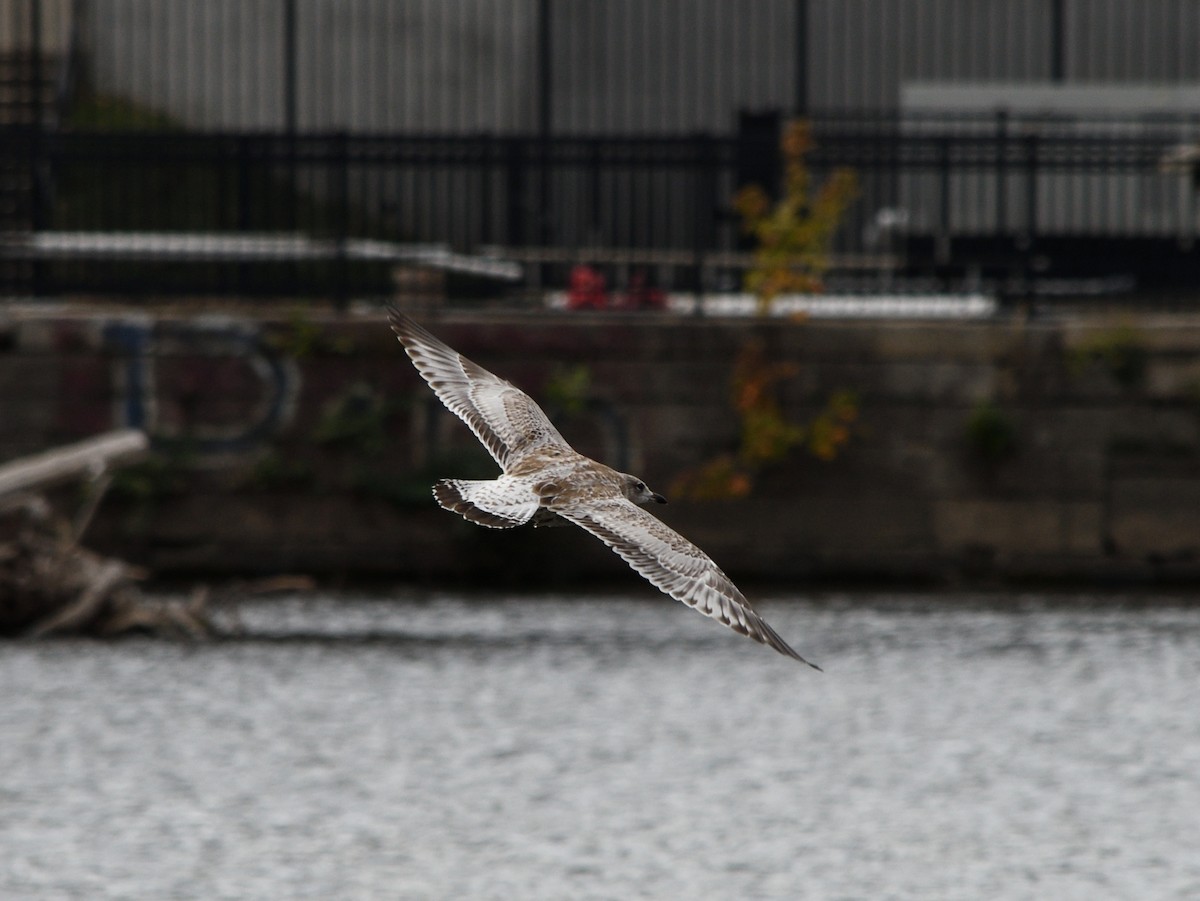 Ring-billed Gull - ML643258602
