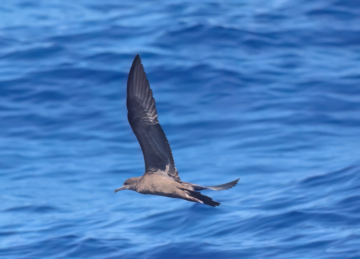 Wedge-tailed Shearwater - ML643258603