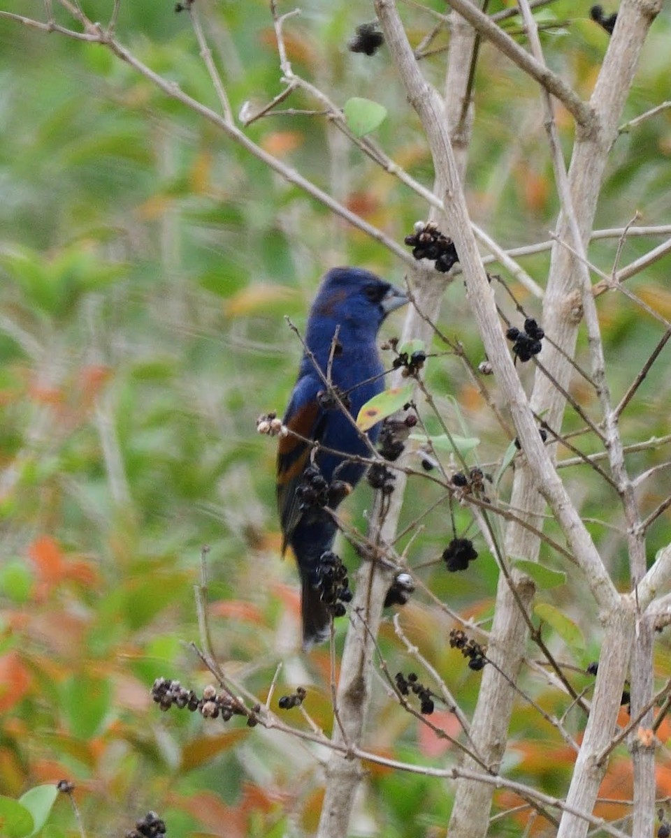 Guiraca bleu - ML643258615
