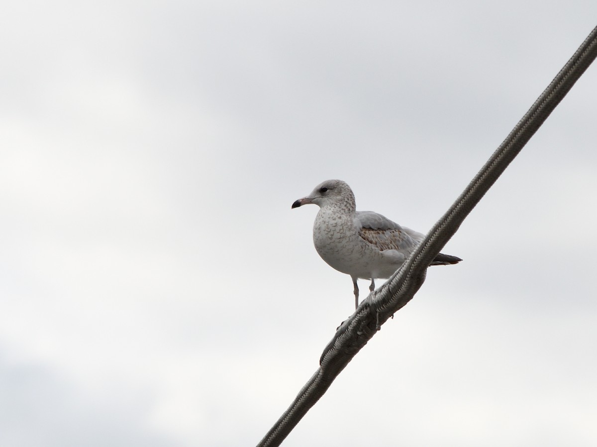 Ring-billed Gull - ML643258620