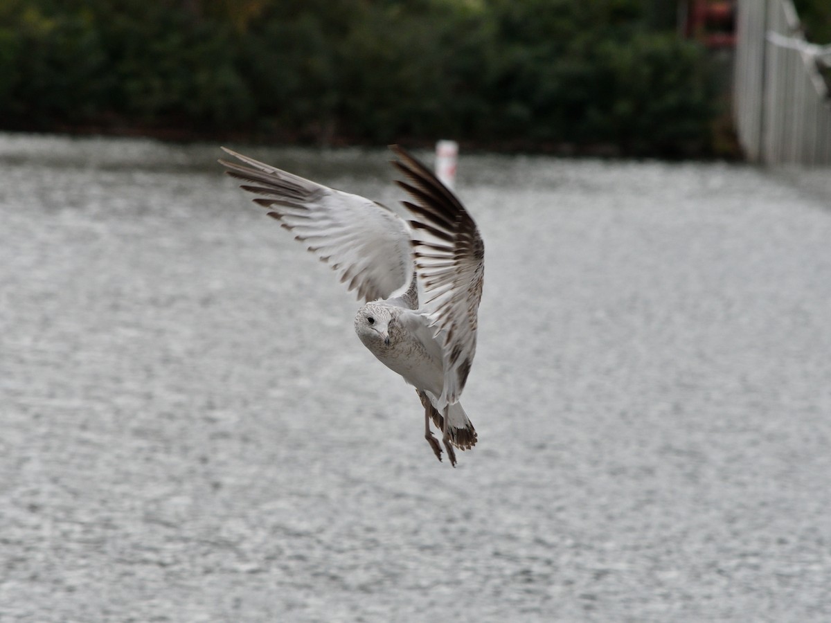 Ring-billed Gull - ML643258621