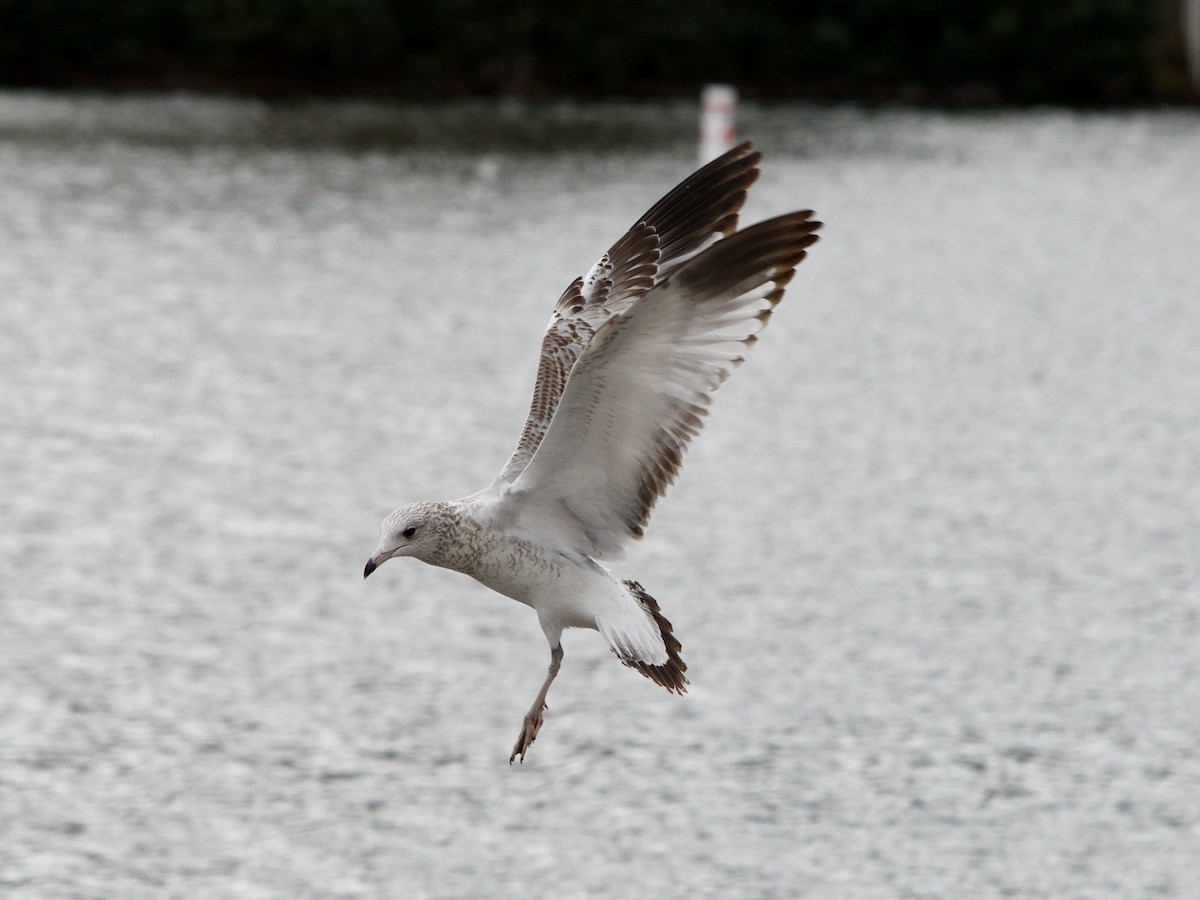 Ring-billed Gull - ML643258622
