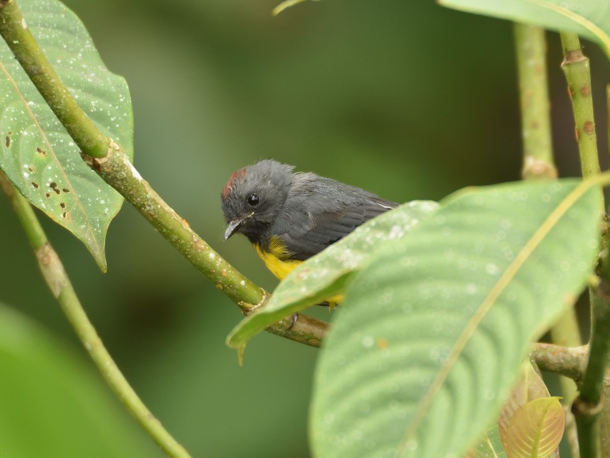 Larvenwaldsänger - ML643258628