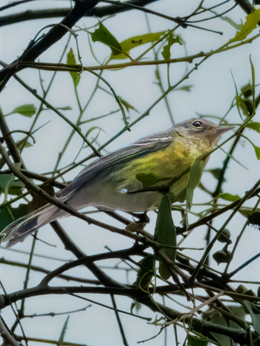 Magnolia Warbler - ML643258641