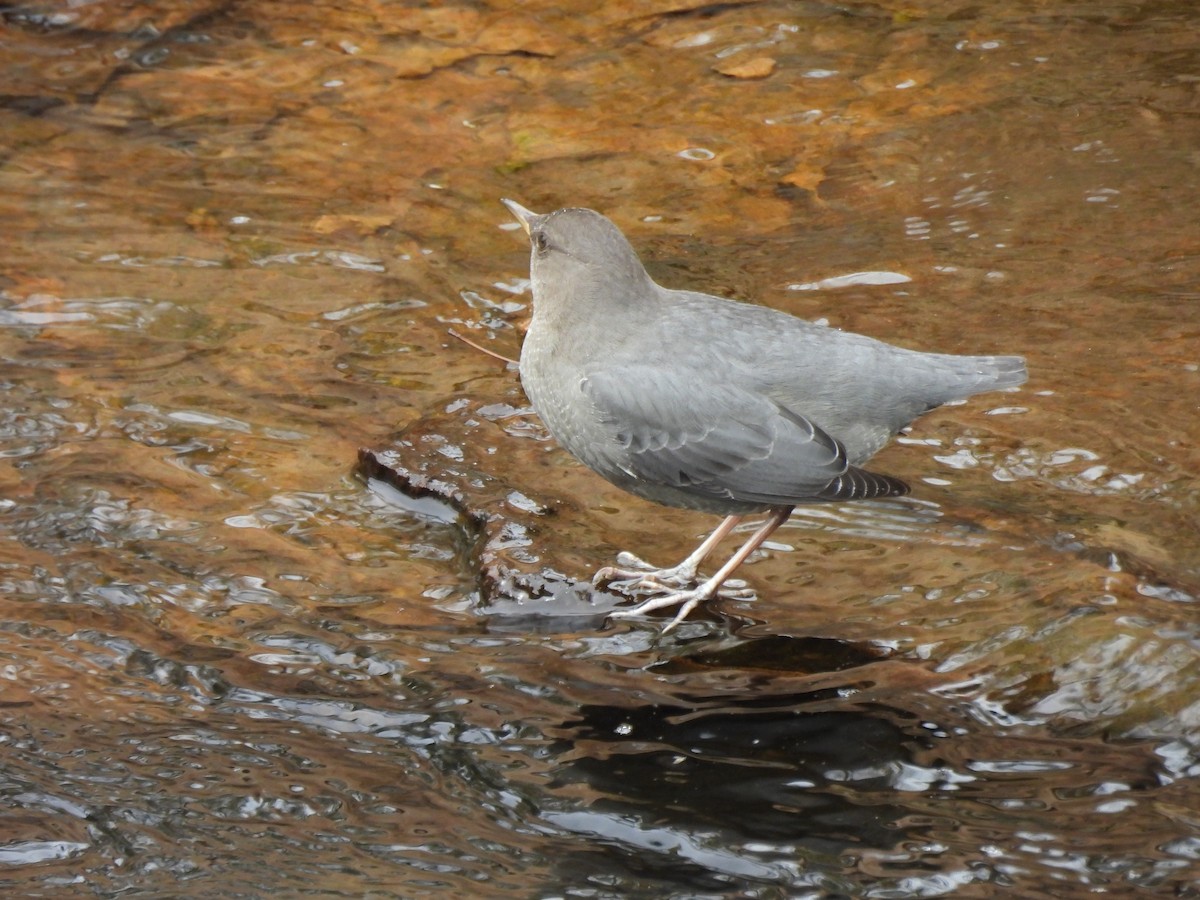 メキシコカワガラス - ML643258648