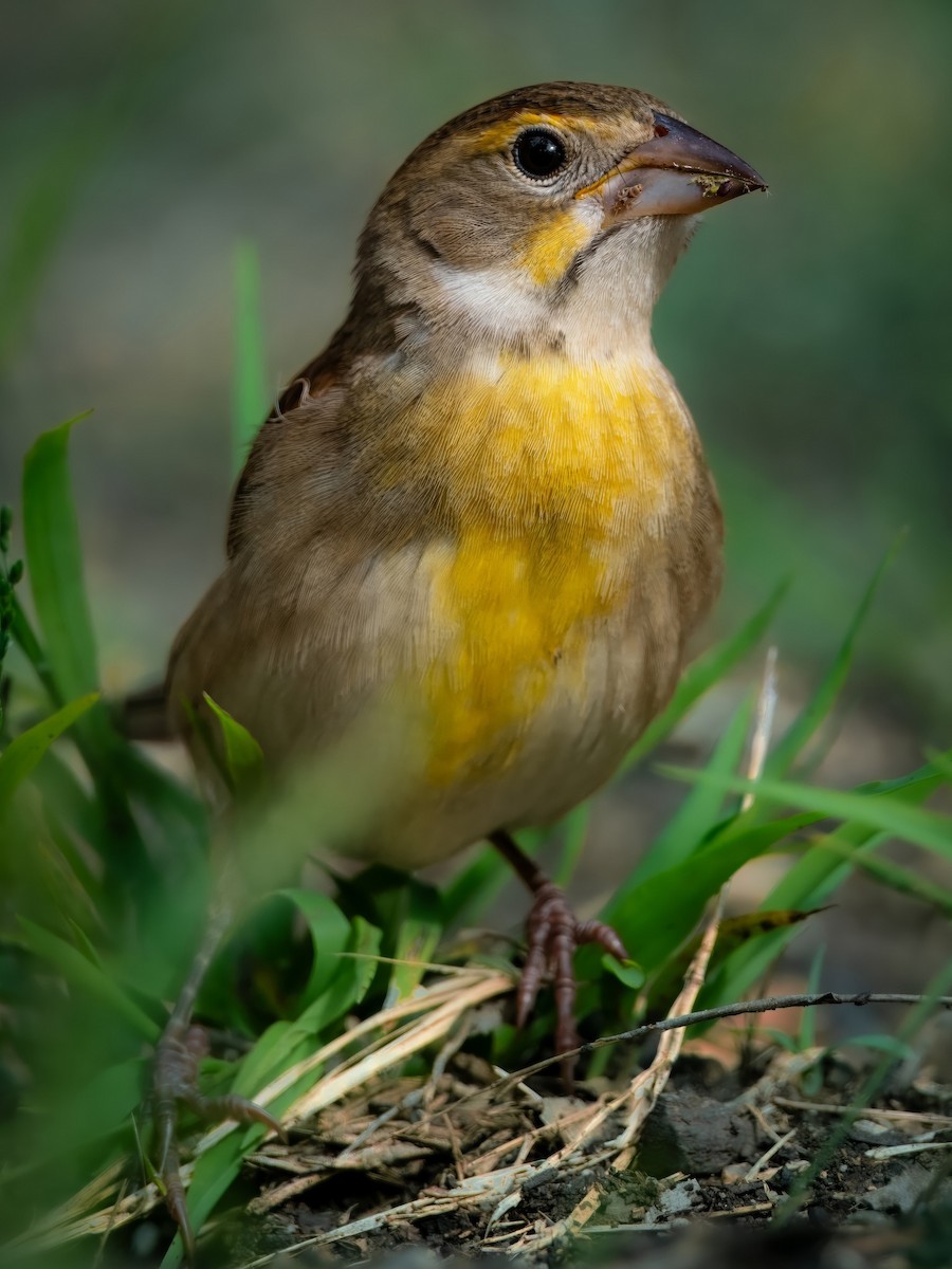 Dickcissel - ML643258658