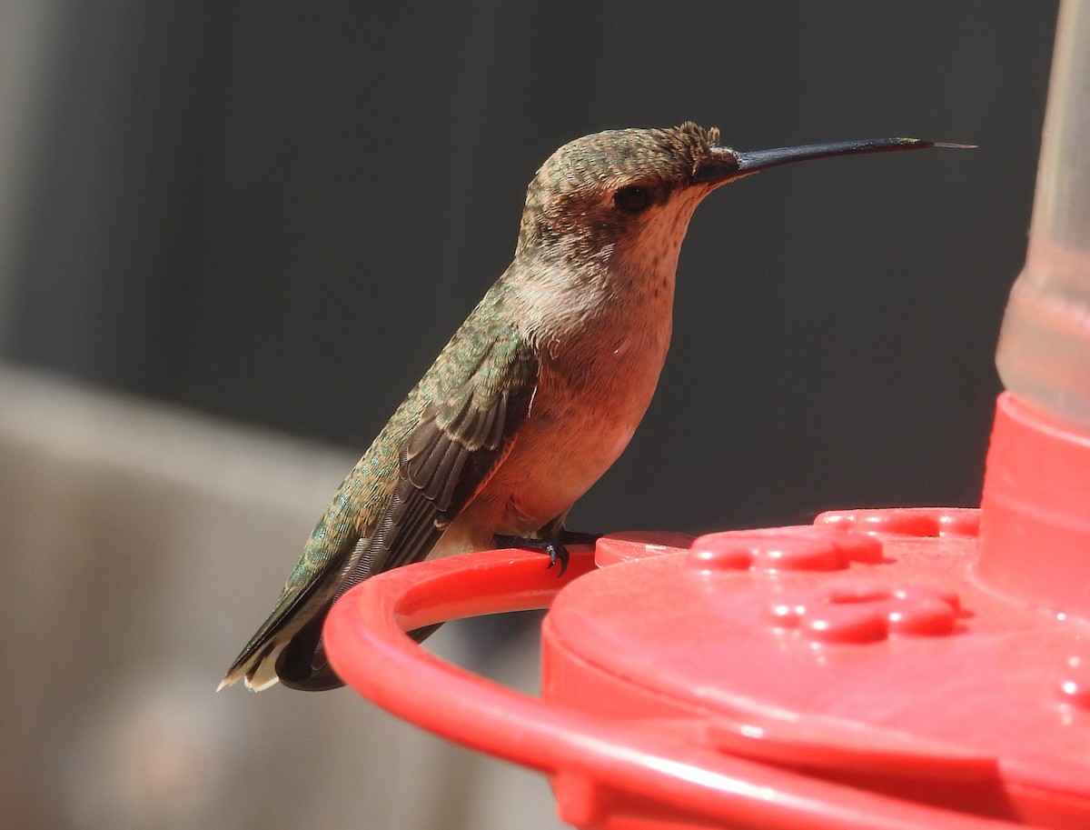 Black-chinned Hummingbird - ML643258668