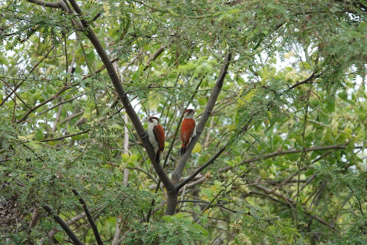 Scarlet-backed Woodpecker - ML643258669