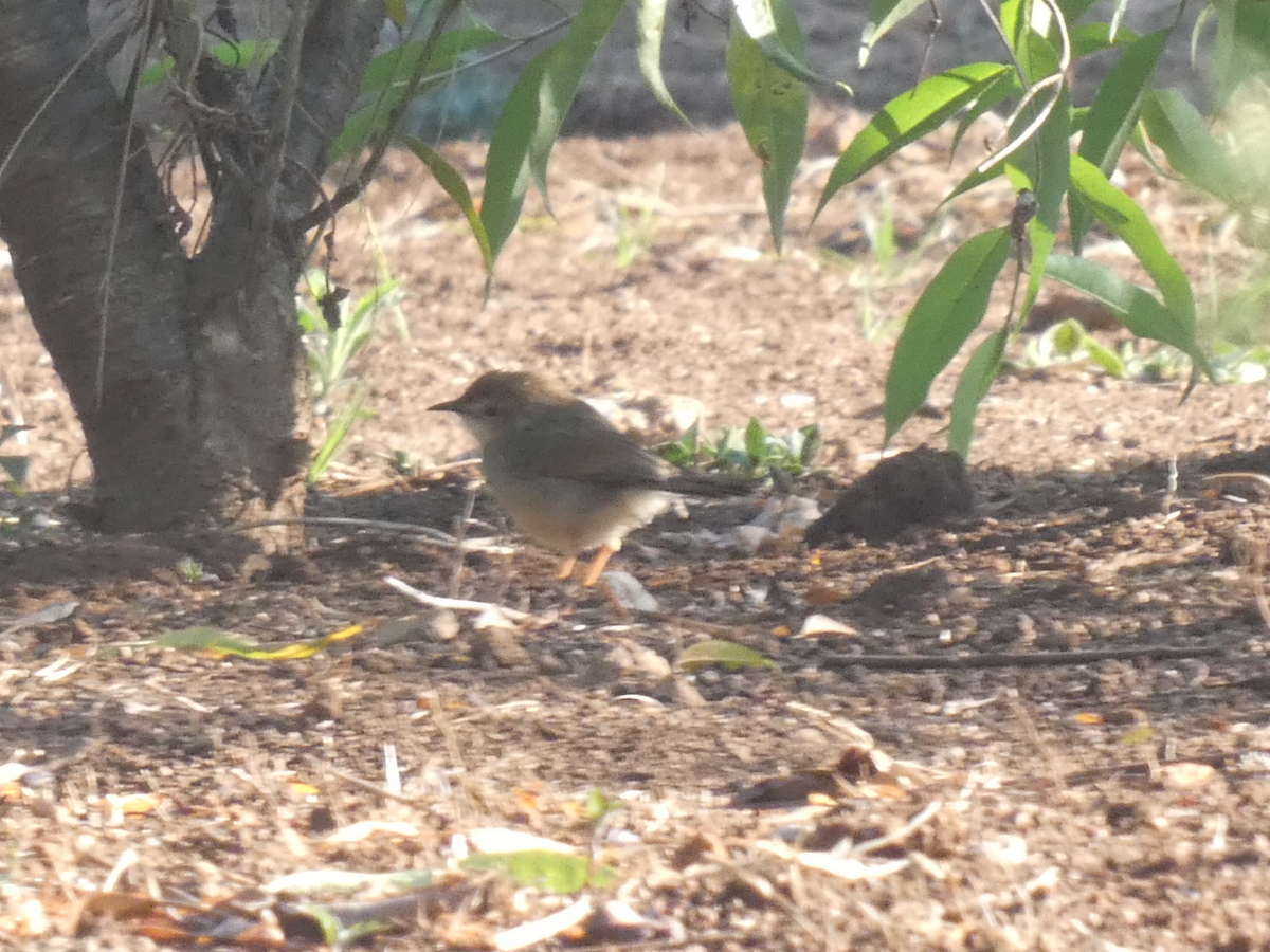 Singing Cisticola - ML643258673