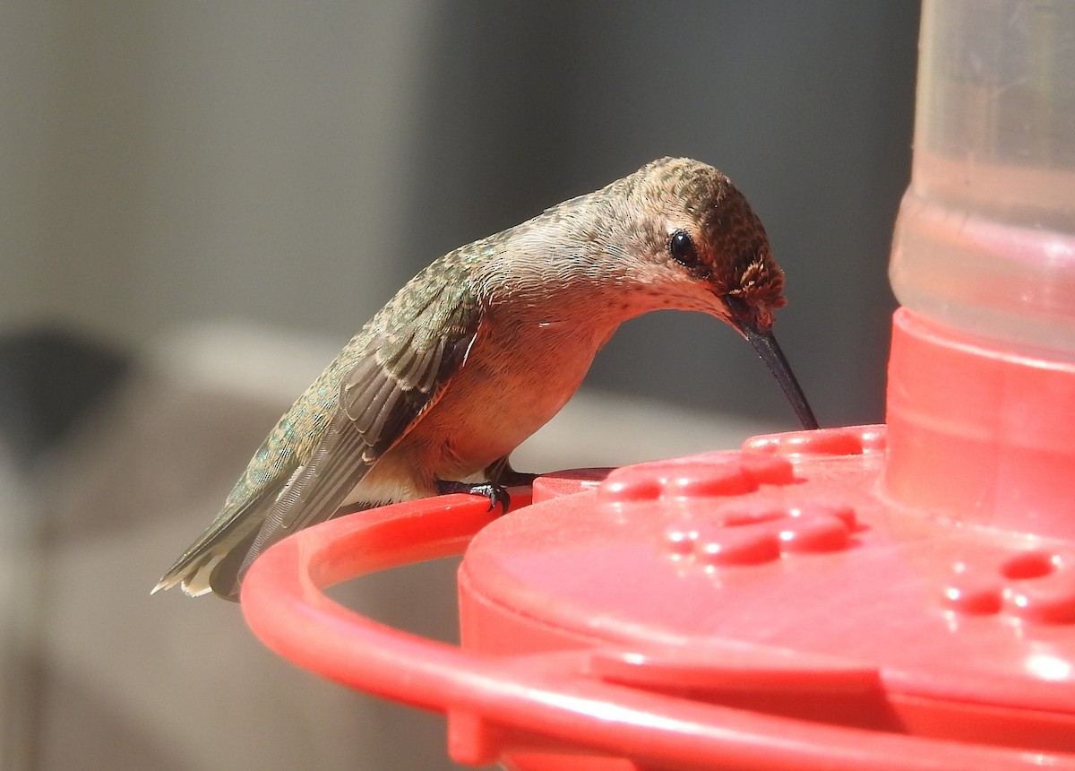 Black-chinned Hummingbird - ML643258675
