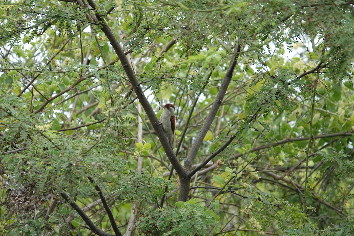 Scarlet-backed Woodpecker - ML643258681