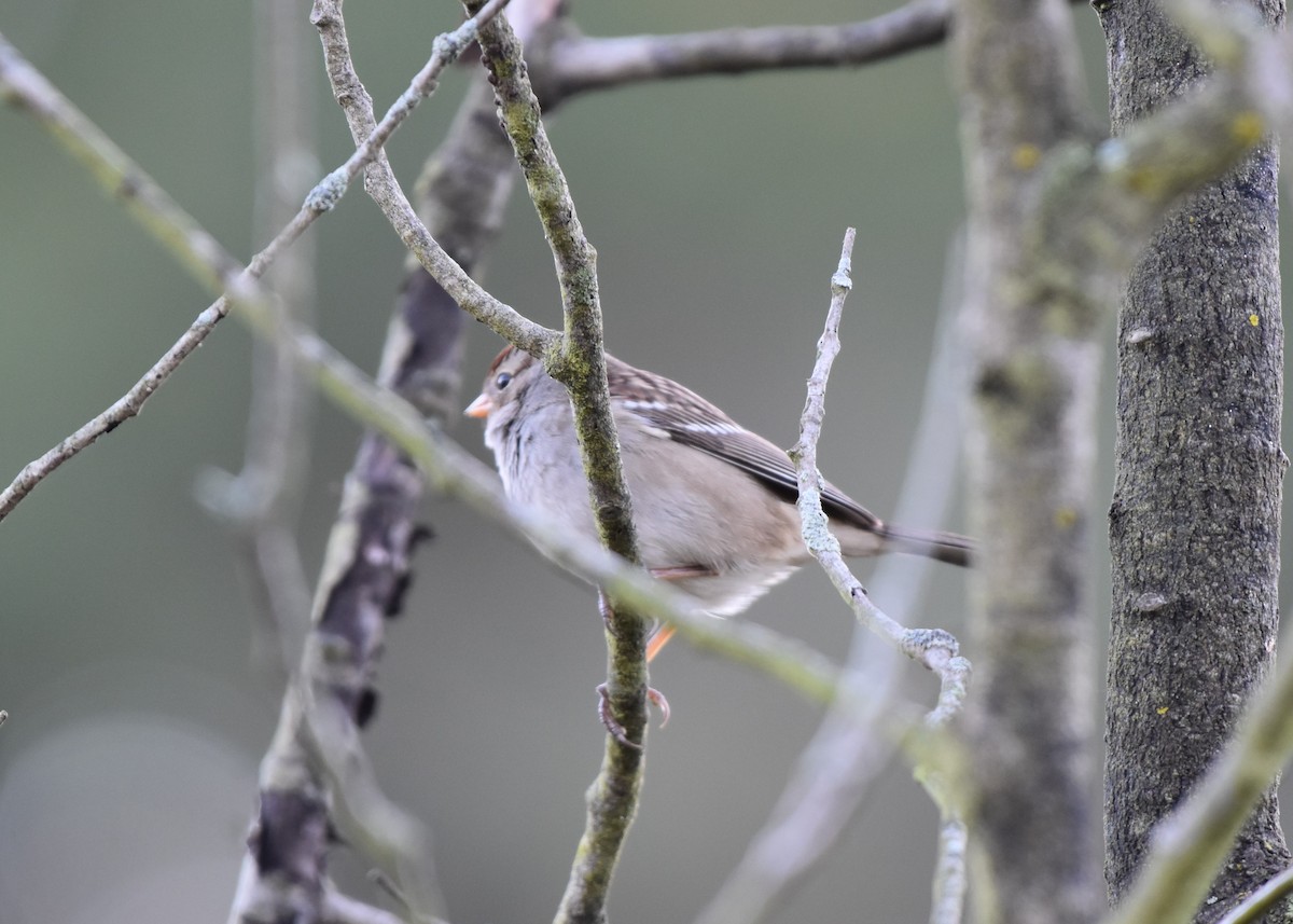 White-crowned Sparrow - ML643258685