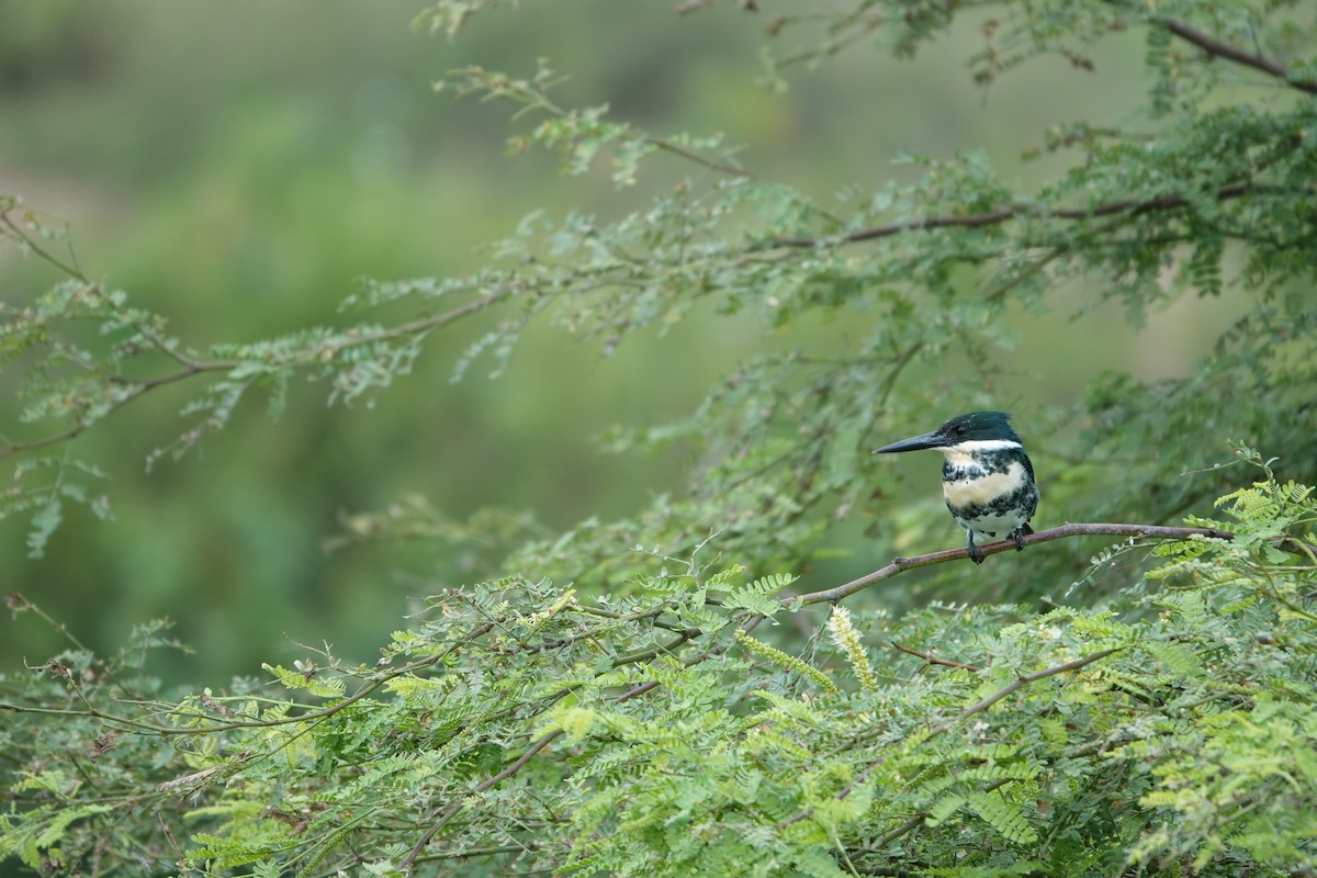 Green Kingfisher - ML643258687