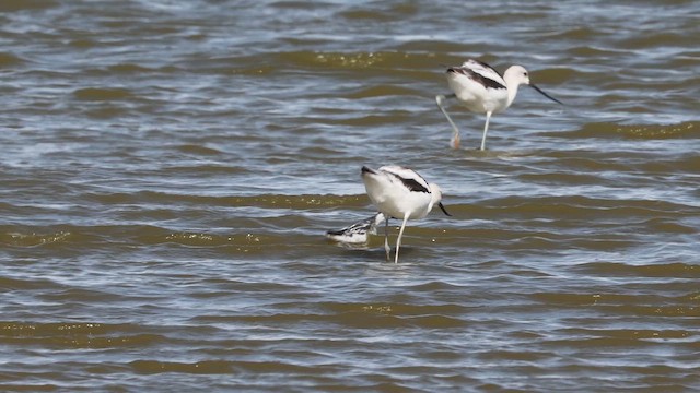 Red-necked Phalarope - ML643258693