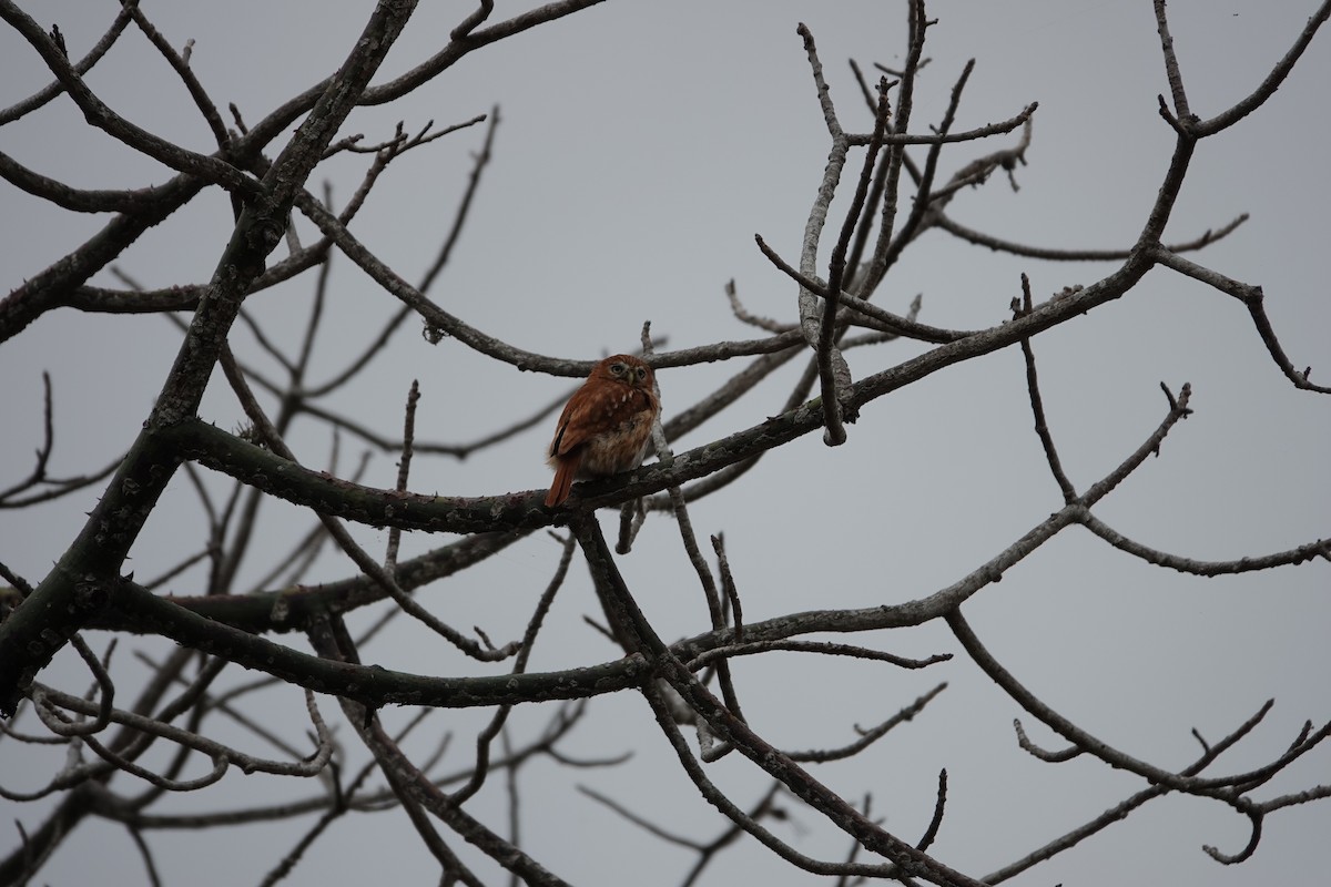 Peruvian Pygmy-Owl - ML643258710