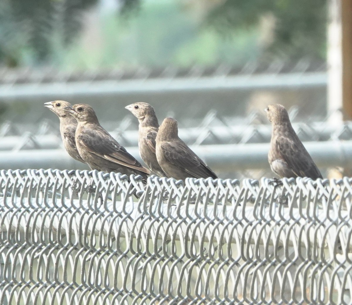 Brown-headed Cowbird - ML643258716