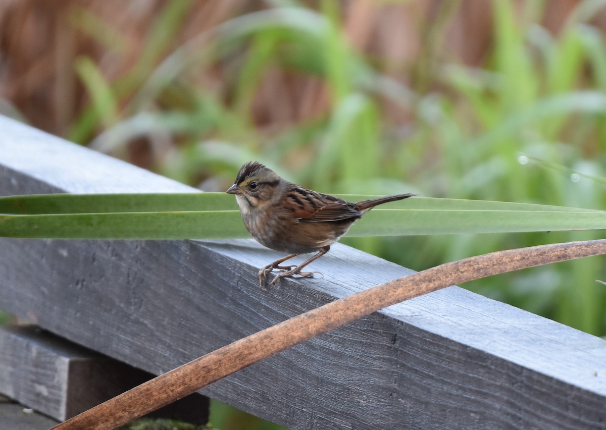 Swamp Sparrow - ML643258722