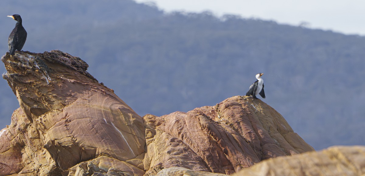 Little Pied Cormorant - ML643258723