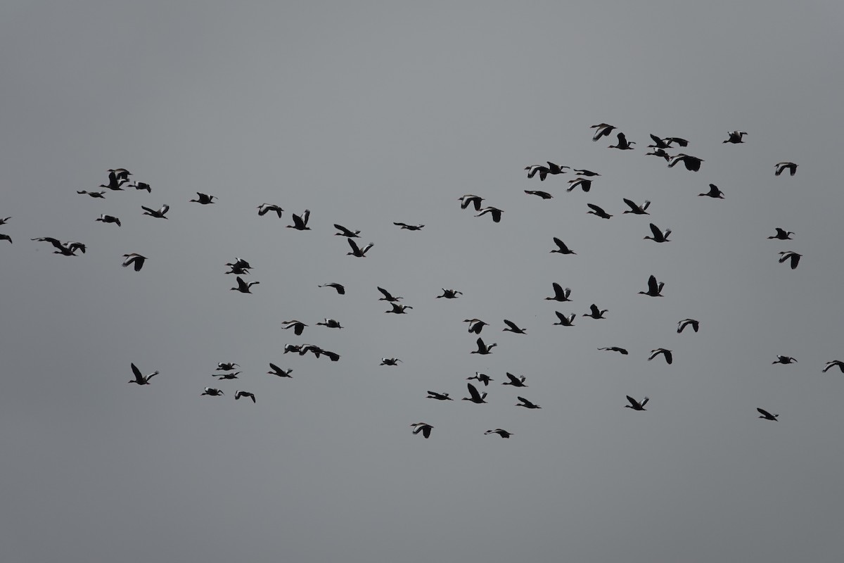 Black-bellied Whistling-Duck - ML643258731