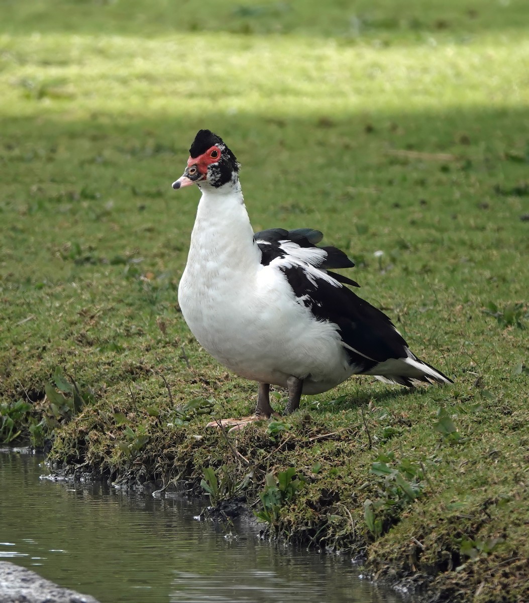Canard musqué (forme domestique) - ML643258735