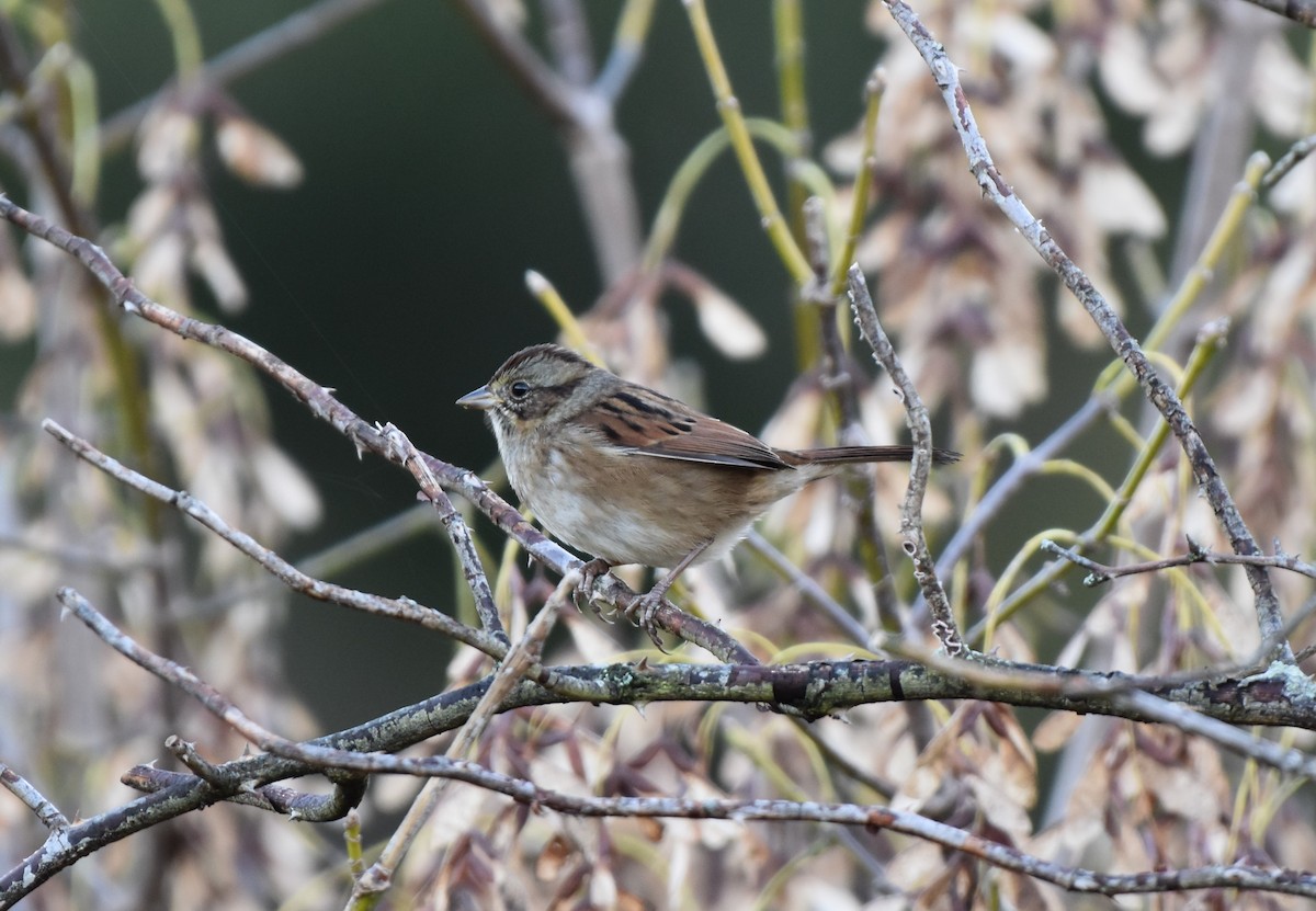 Swamp Sparrow - ML643258736