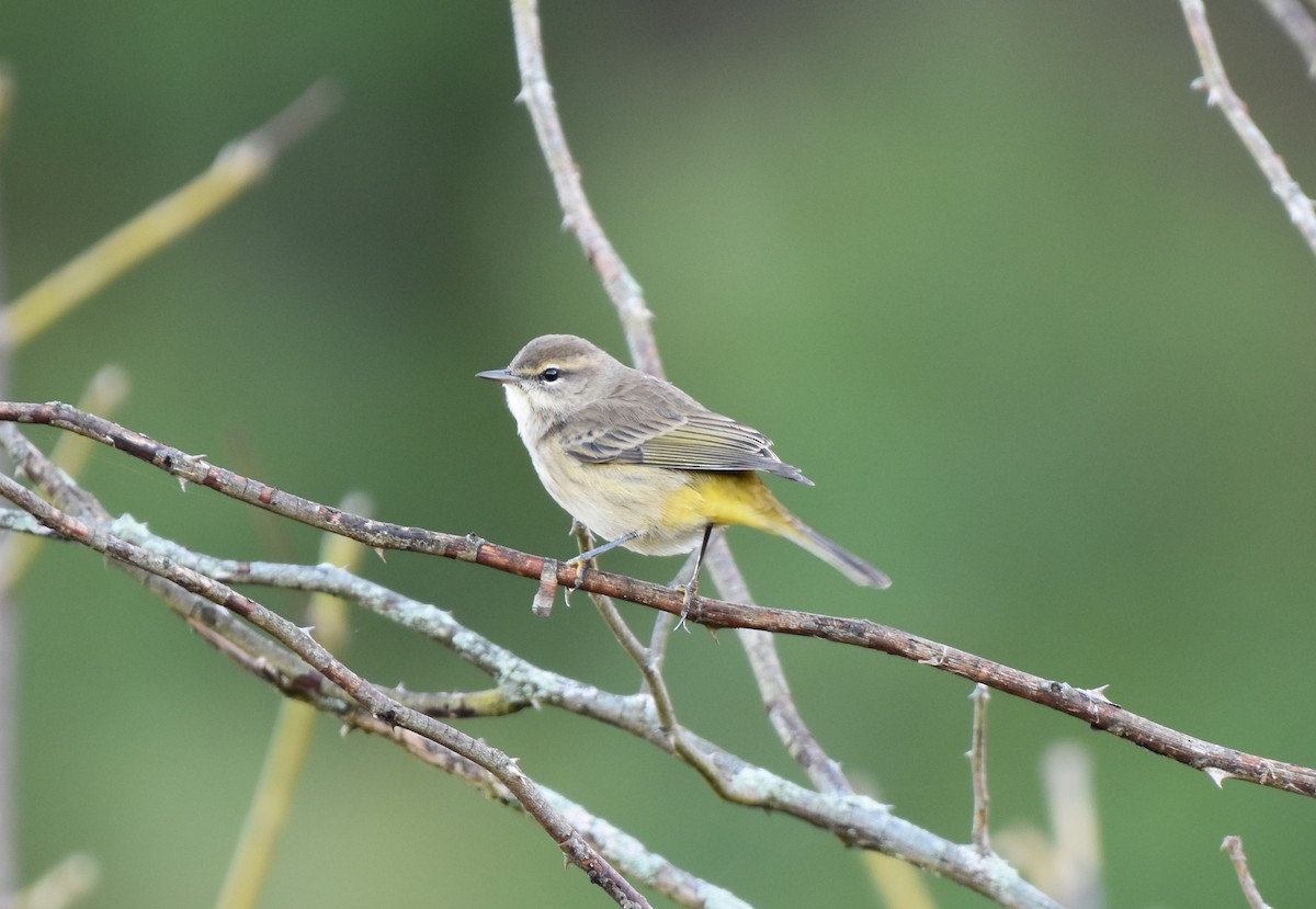 Palm Warbler - ML643258738