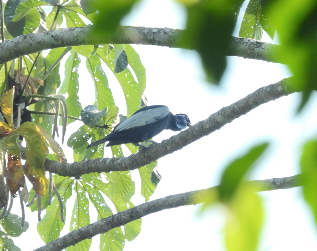Bare-necked Fruitcrow - ML643258746