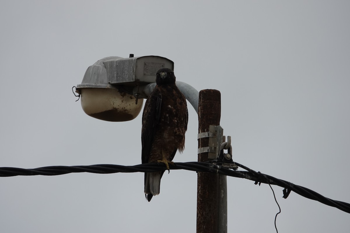 Variable Hawk (Red-backed) - ML643258753