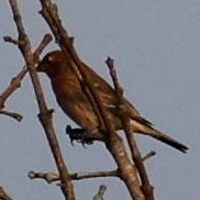 House Finch - ML643258754