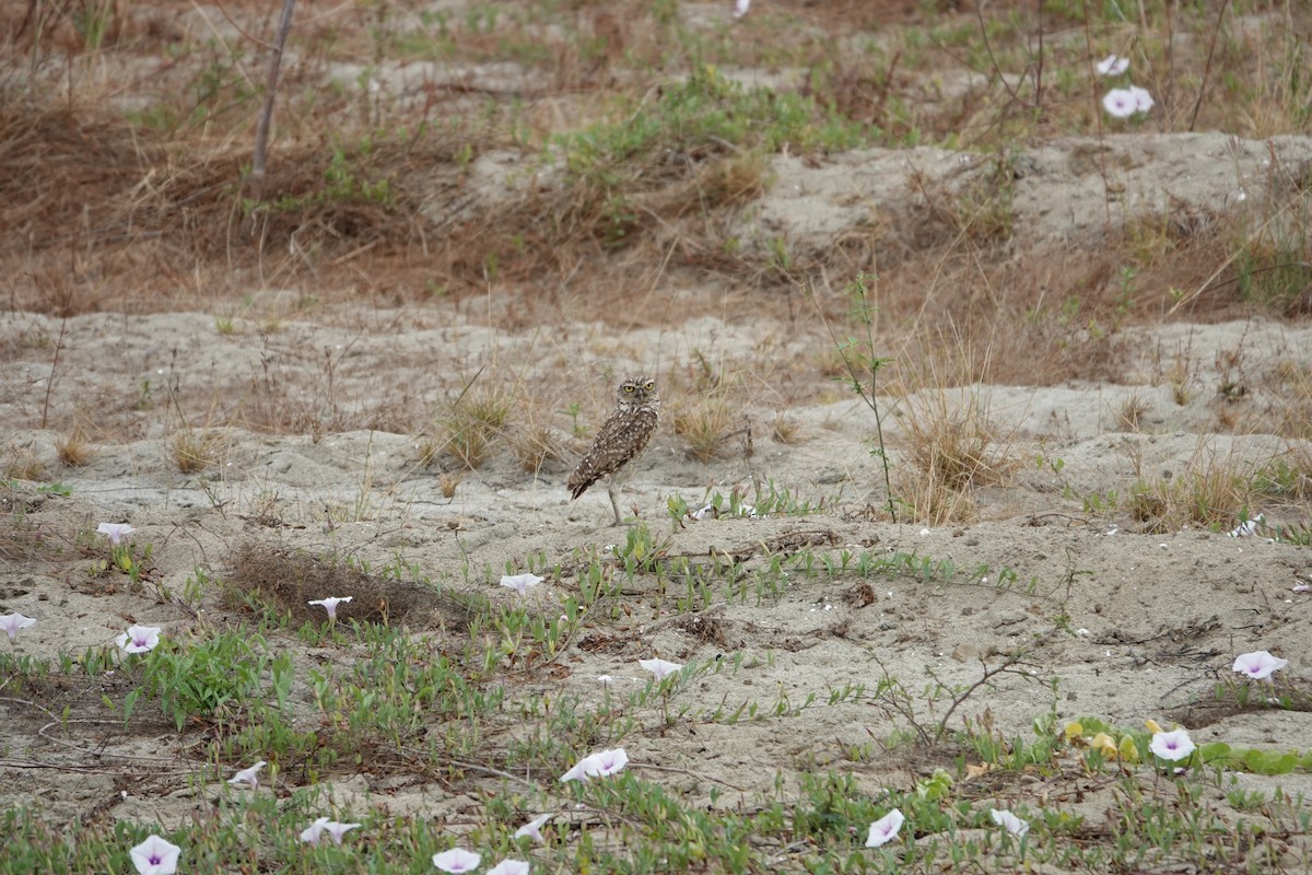 Burrowing Owl - ML643258758