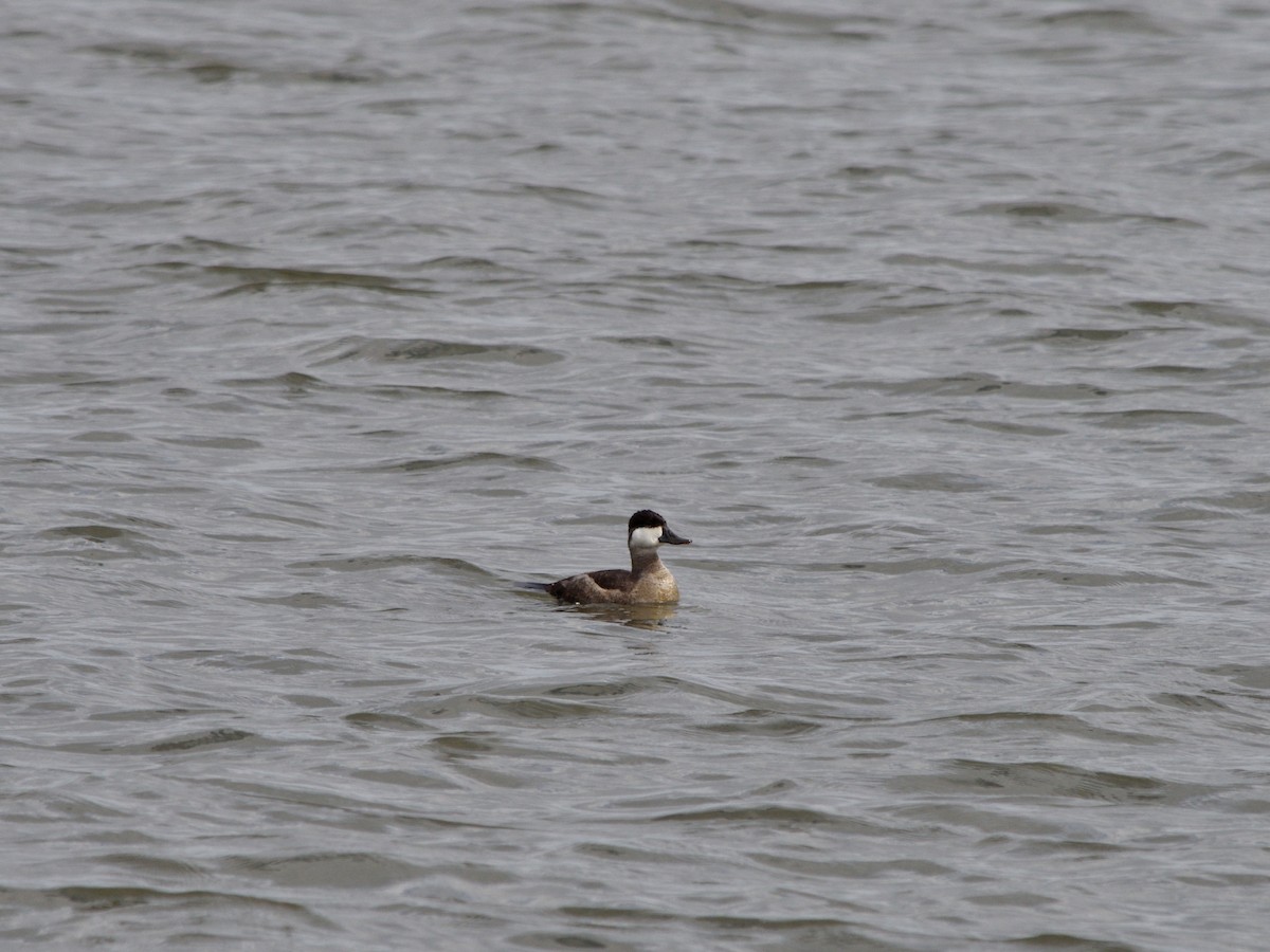 Ruddy Duck - ML643258773