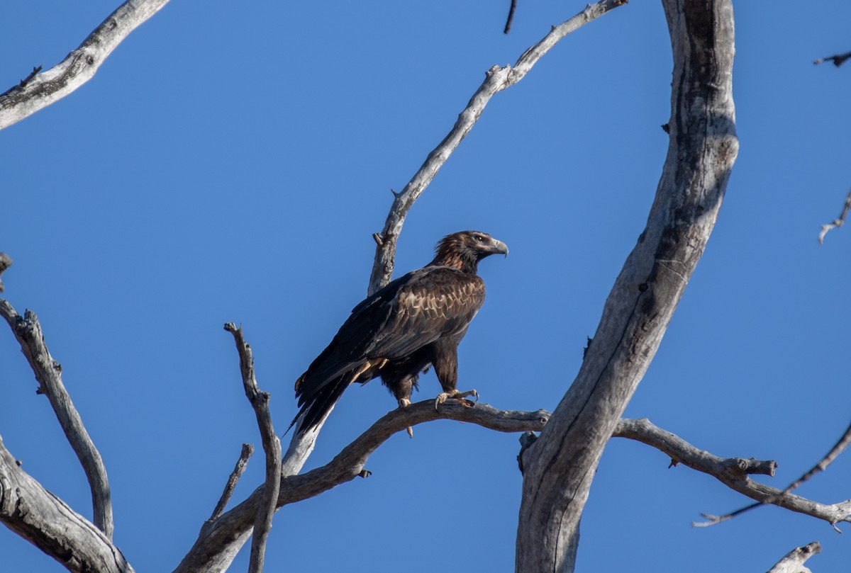 Wedge-tailed Eagle - ML643258777