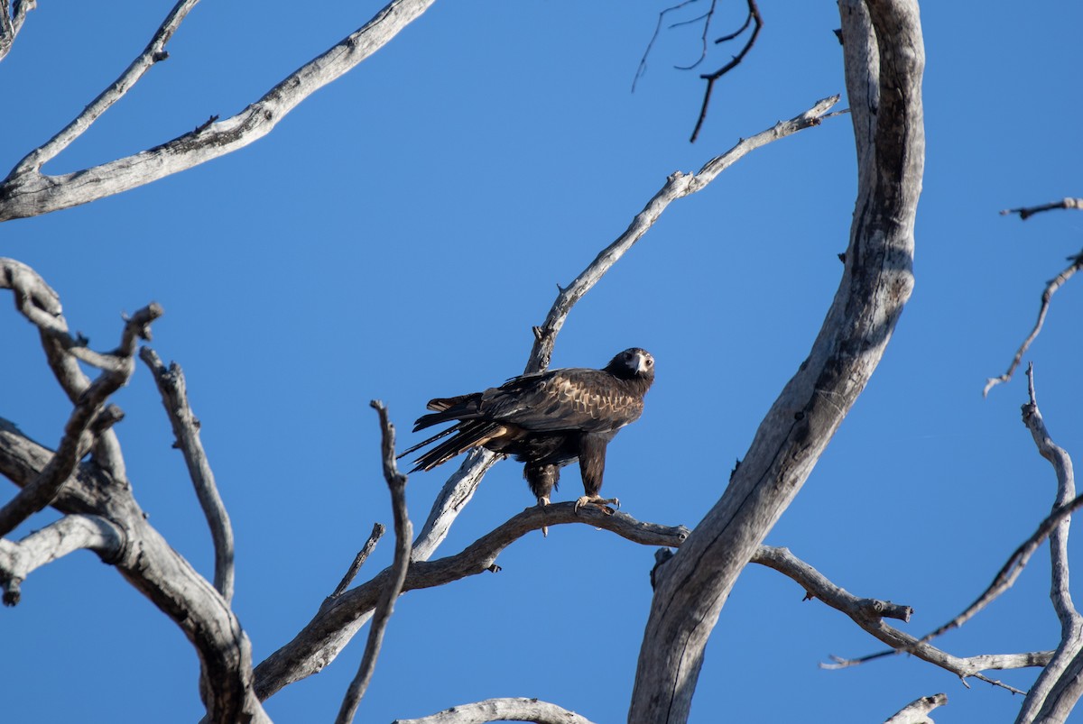 Wedge-tailed Eagle - ML643258778