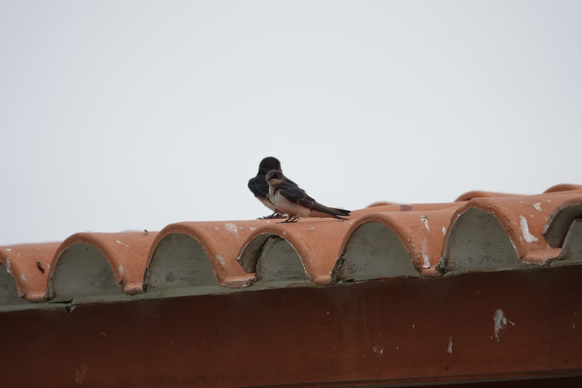 Barn Swallow - ML643258781