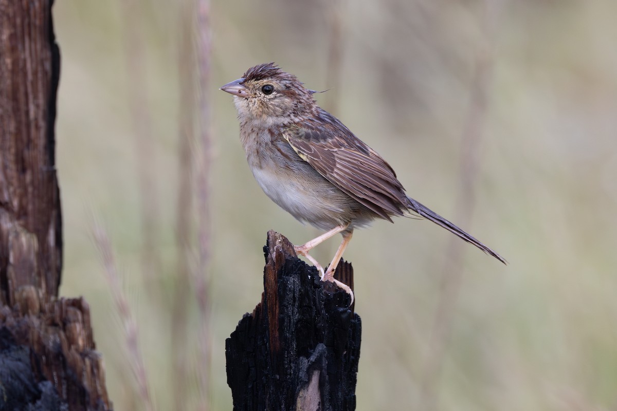 Bachman's Sparrow - ML643258797