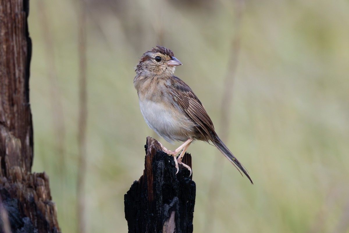 Bachman's Sparrow - ML643258799