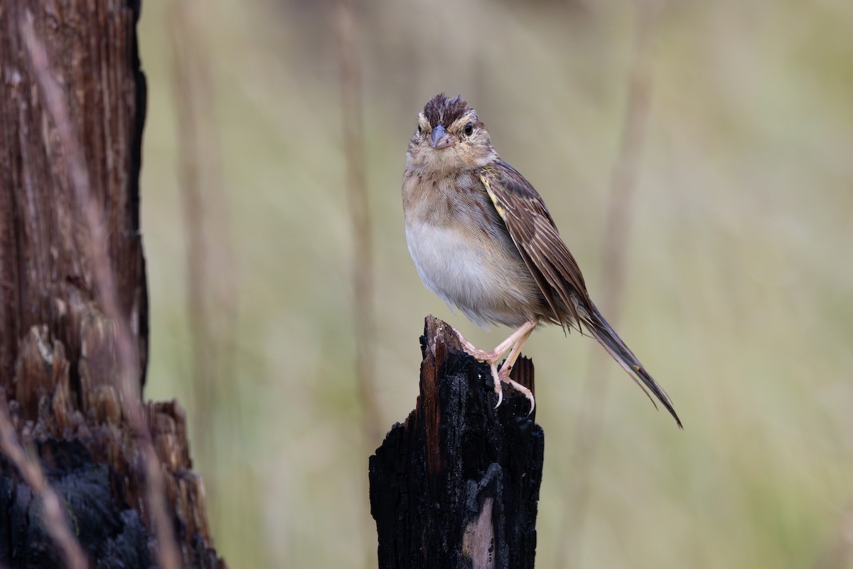 Bachman's Sparrow - ML643258800