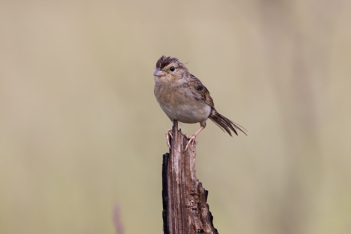 Bachman's Sparrow - ML643258816