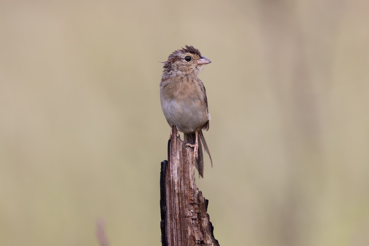 Bachman's Sparrow - ML643258818