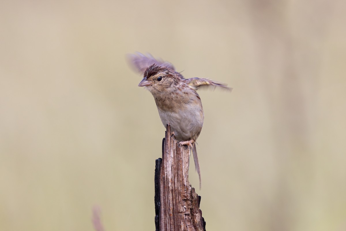 Bachman's Sparrow - ML643258819