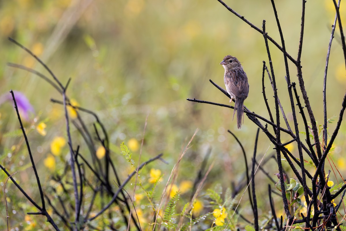Bachman's Sparrow - ML643258820