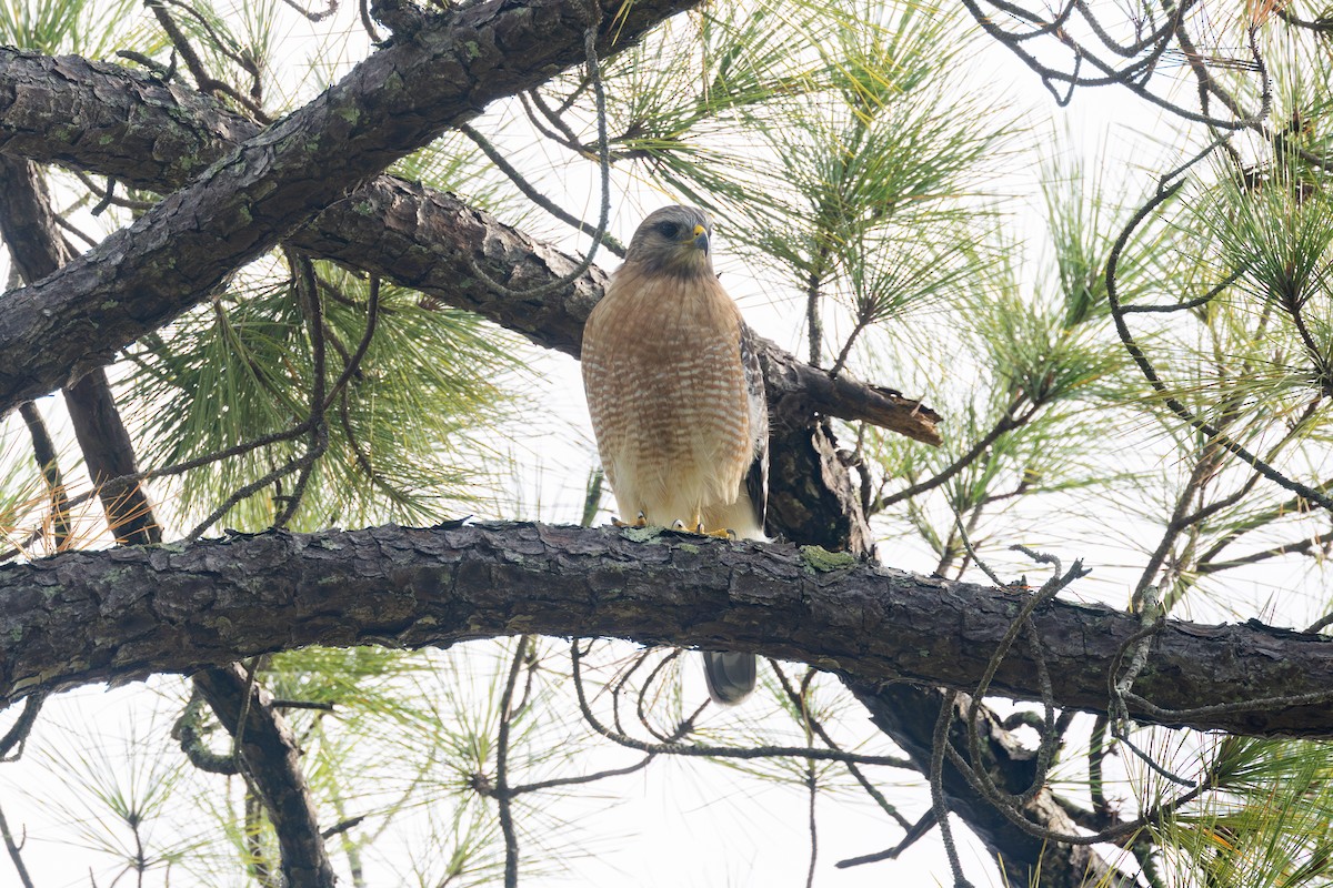 Red-shouldered Hawk - ML643258822