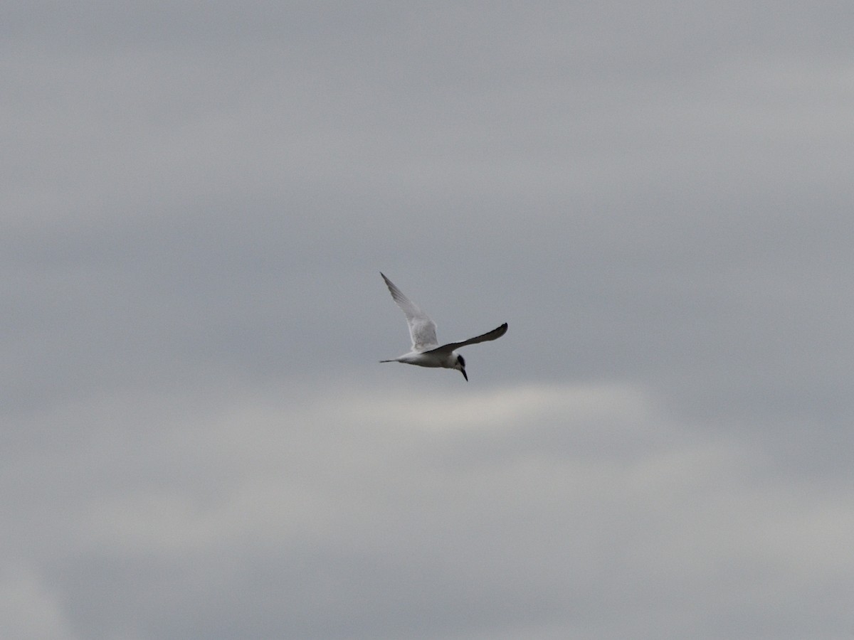 Forster's Tern - ML643258823
