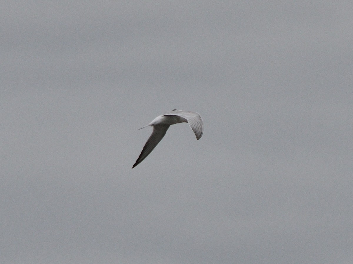 Forster's Tern - ML643258824
