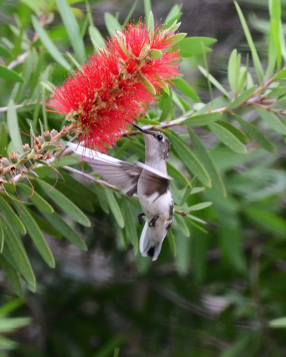 Colibri à gorge rubis - ML643258836
