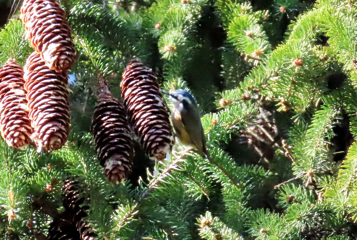 Red-breasted Nuthatch - ML643258839