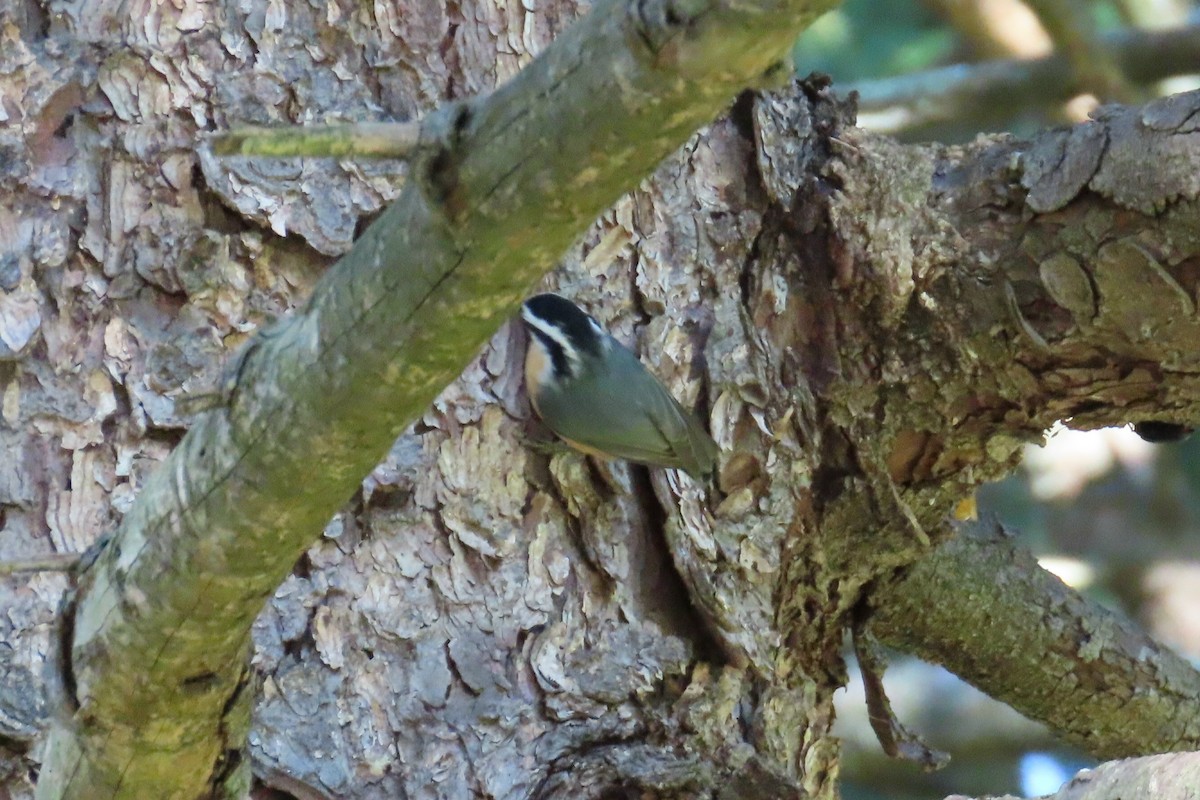 Red-breasted Nuthatch - ML643258840