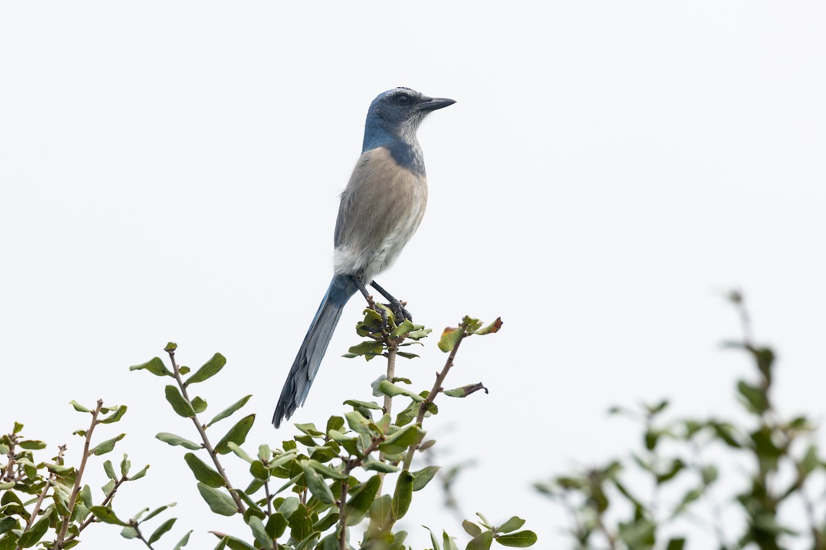 Florida Scrub-Jay - ML643258841